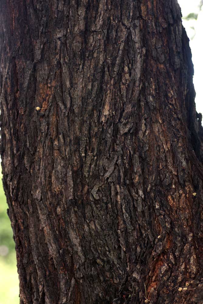 Acacia robusta subsp. clavigera