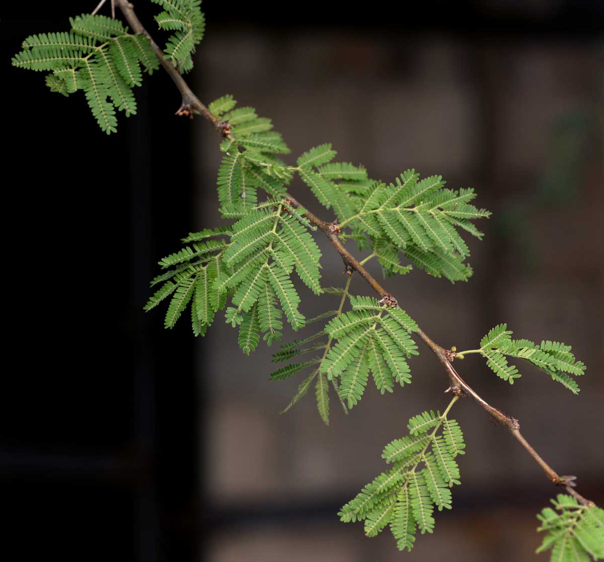 Acacia robusta subsp. clavigera