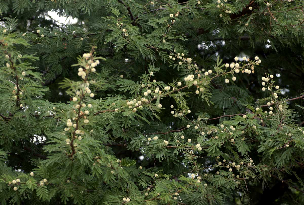 Acacia robusta subsp. clavigera