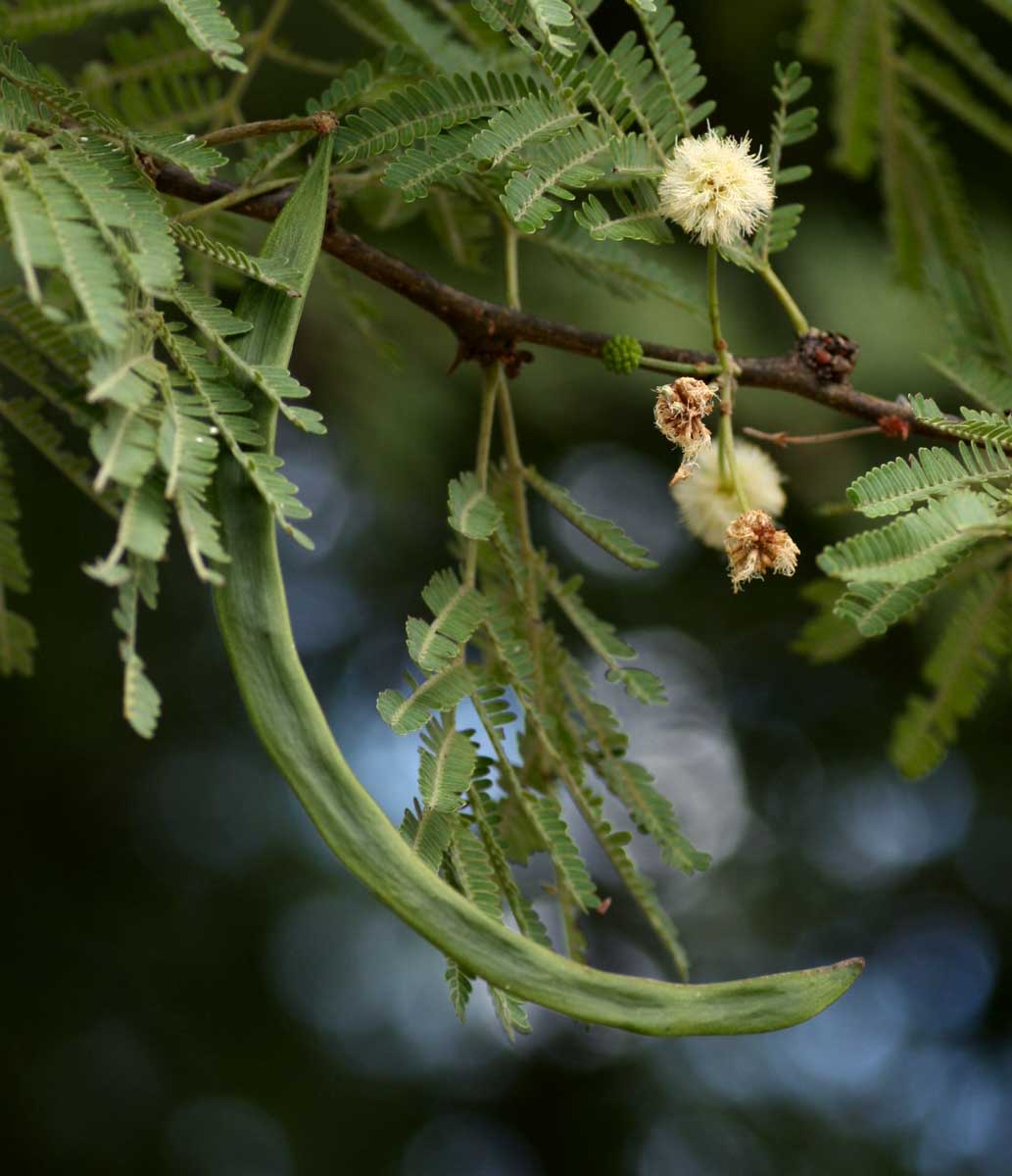 Acacia robusta subsp. clavigera