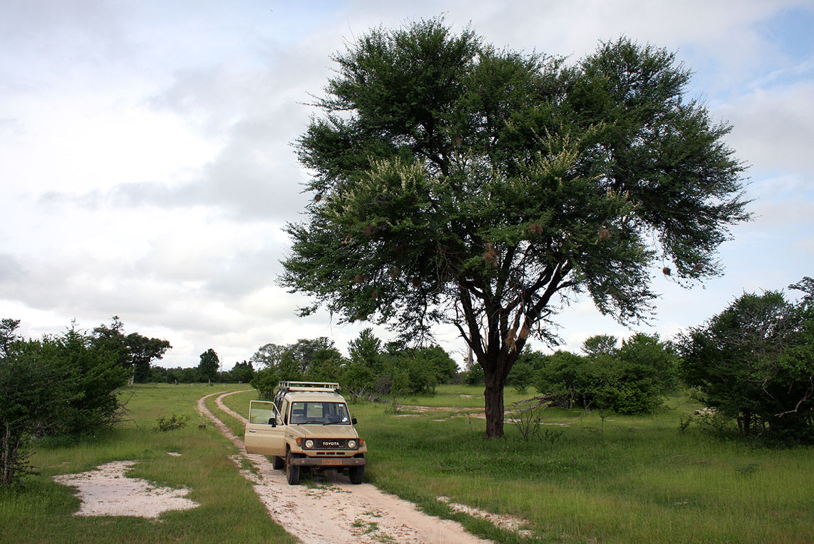 Acacia robusta subsp. clavigera