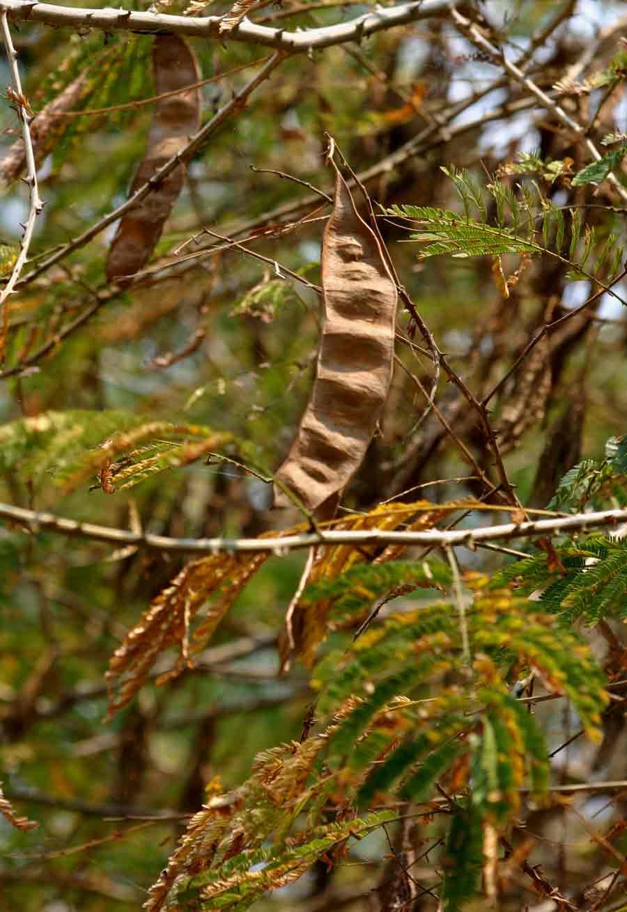 Acacia schweinfurthii