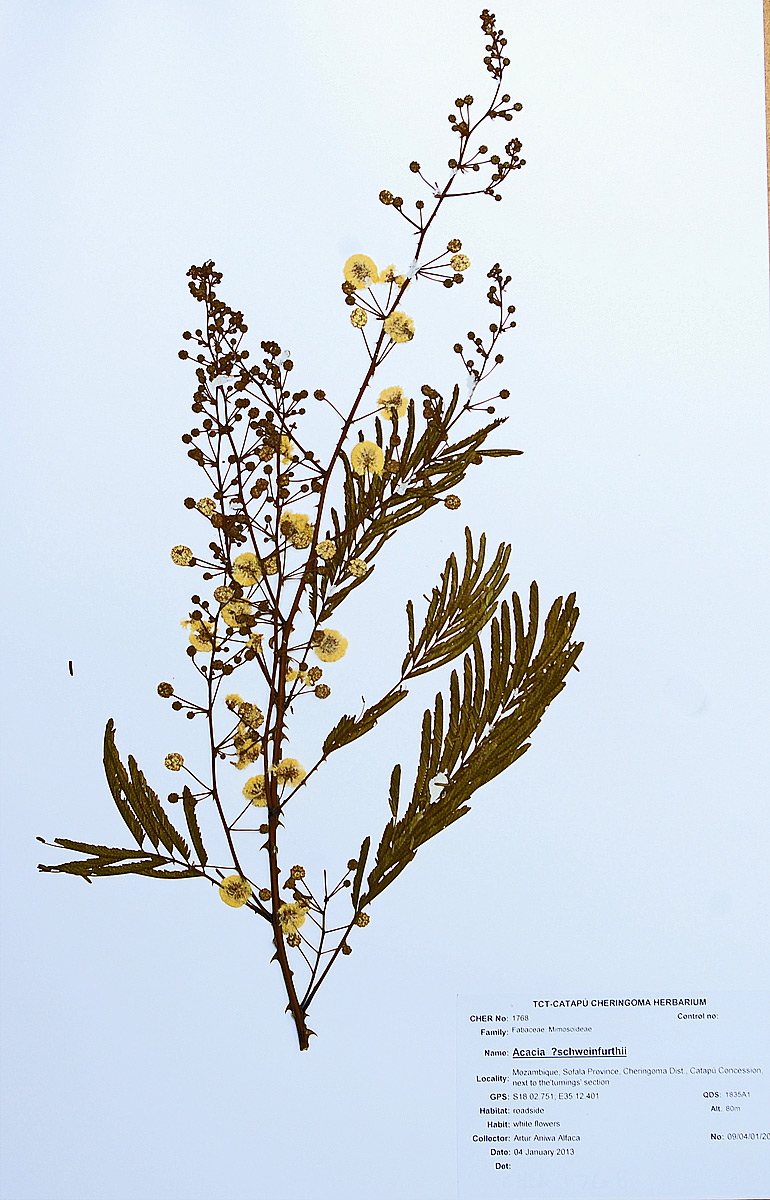 Acacia schweinfurthii