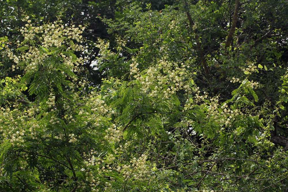 Acacia schweinfurthii