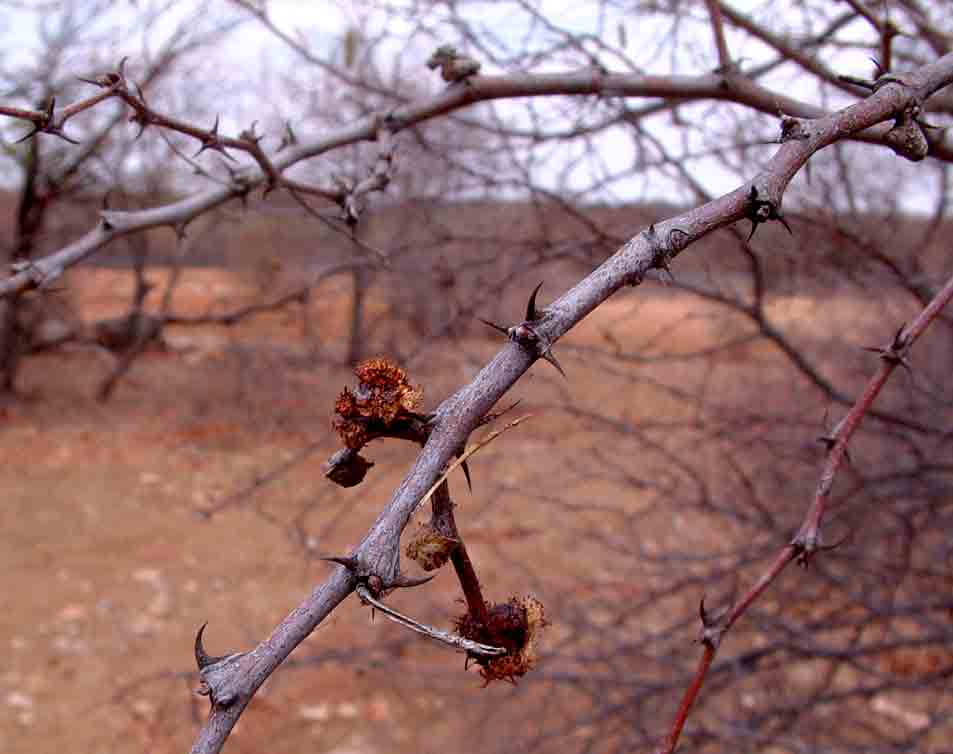 Acacia senegal var. leiorhachis
