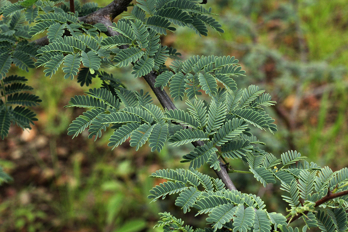 Acacia senegal var. leiorhachis