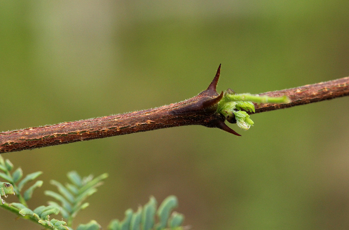 Acacia senegal var. leiorhachis