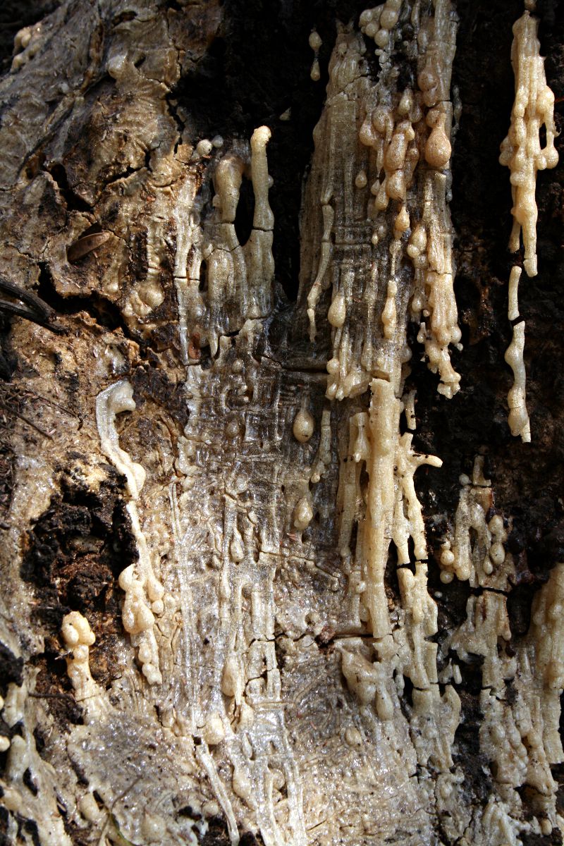 Acacia sieberiana var. woodii