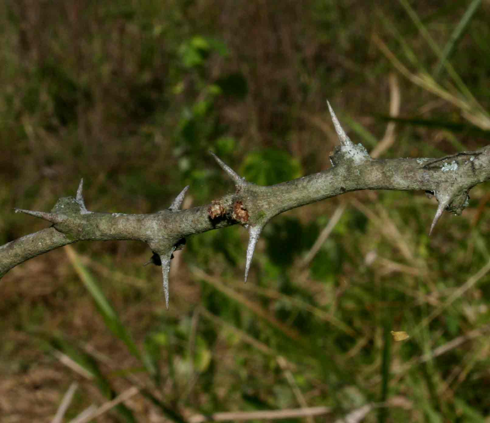 Faidherbia albida Faidherbia albida