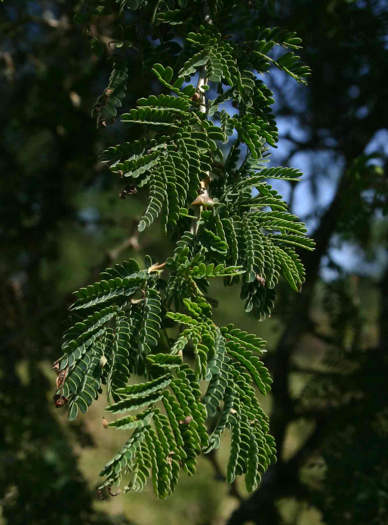 Faidherbia albida