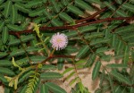 Mimosa pigra
