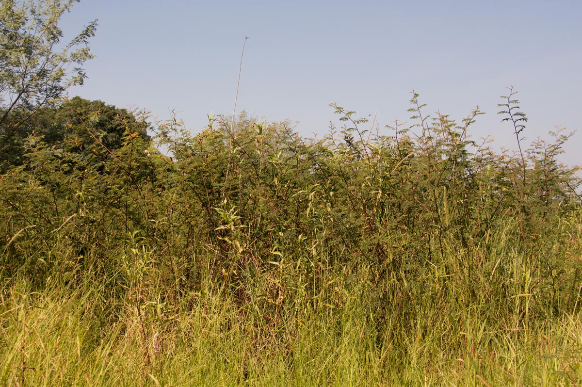 Mimosa pigra Mimosa pigra