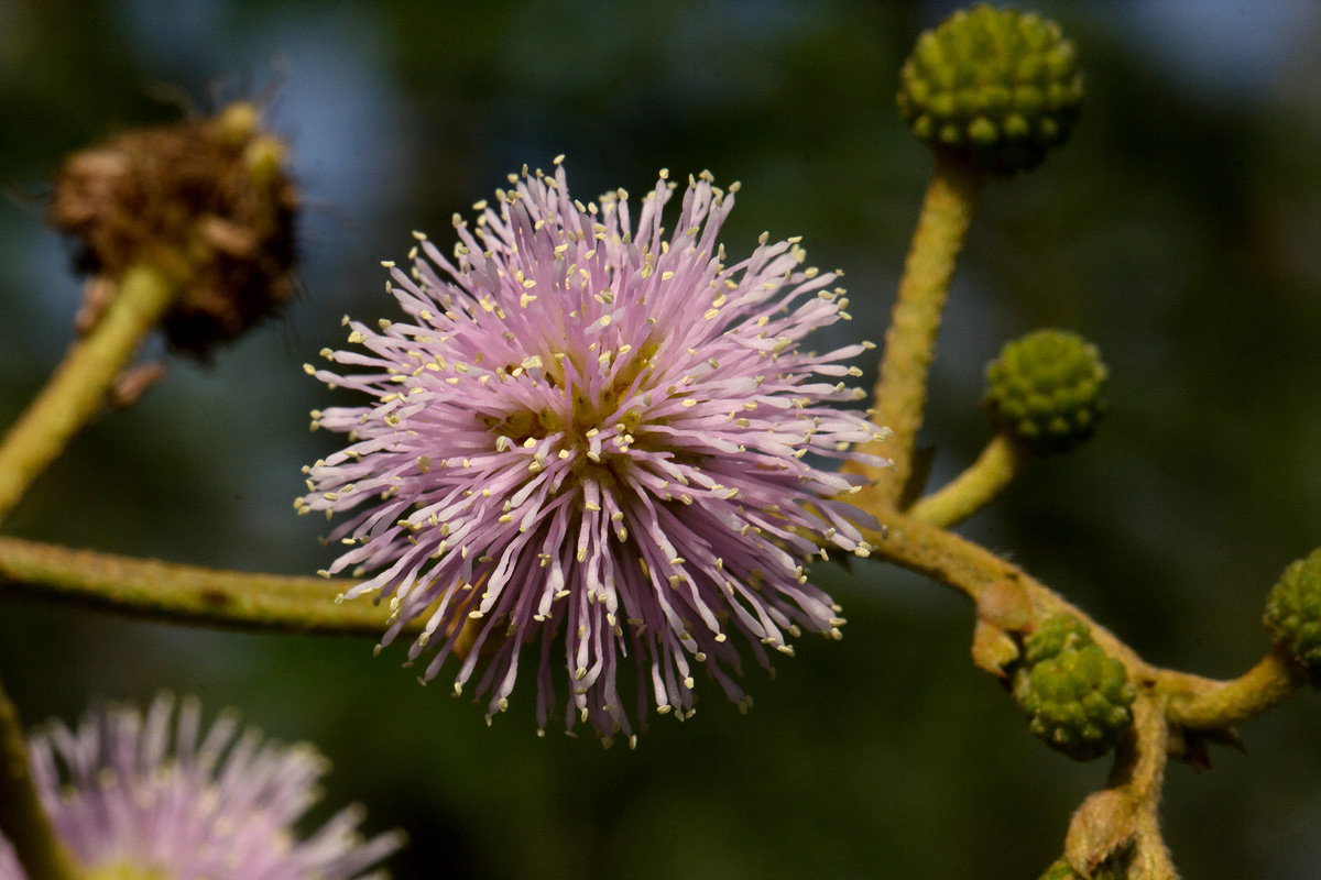 Mimosa pigra Mimosa pigra