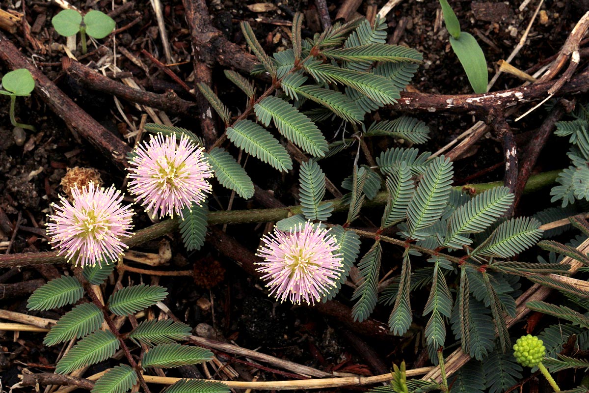 Mimosa pigra Mimosa pigra