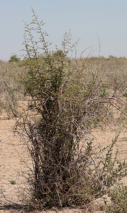 Dichrostachys cinerea