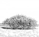 Dichrostachys cinerea