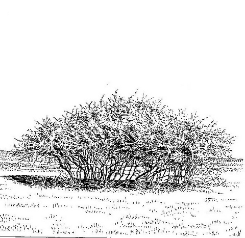 Dichrostachys cinerea Dichrostachys cinerea