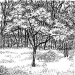 Dichrostachys cinerea