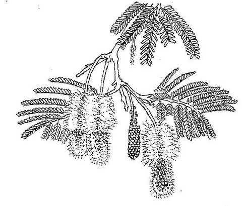 Dichrostachys cinerea