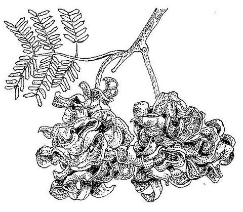 Dichrostachys cinerea