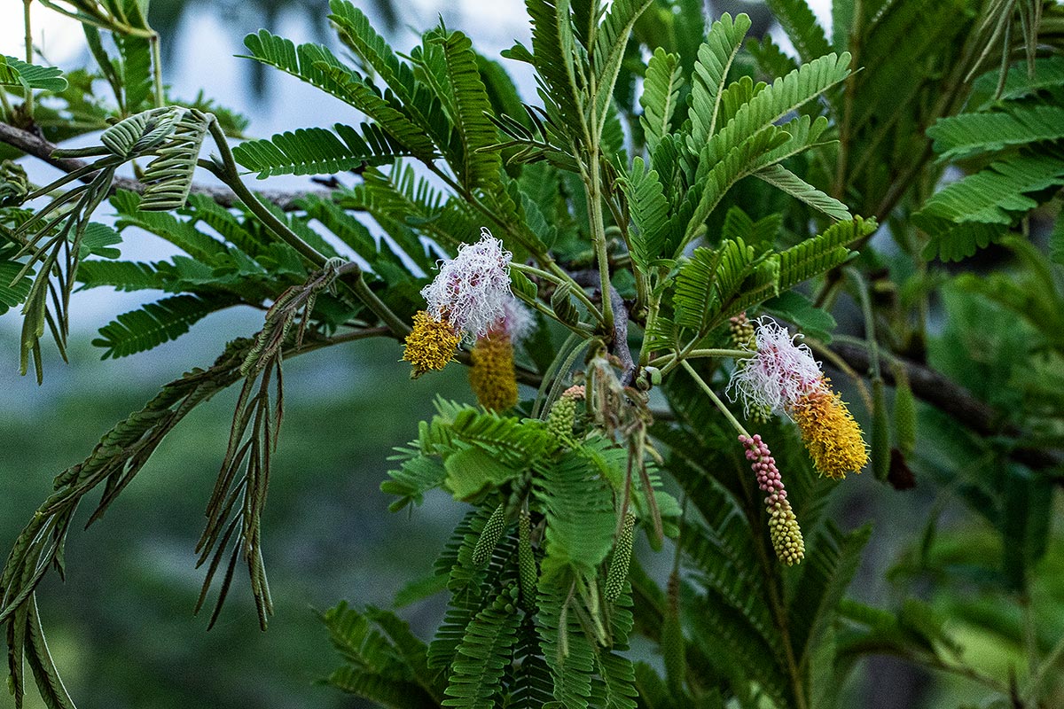 Dichrostachys cinerea
