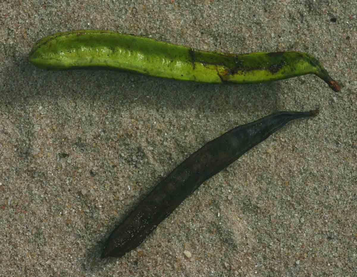 Amblygonocarpus andongensis