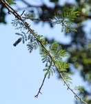 Newtonia hildebrandtii var. hildebrandtii