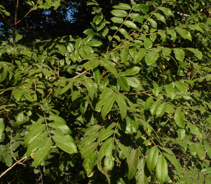 Xylia torreana Xylia torreana