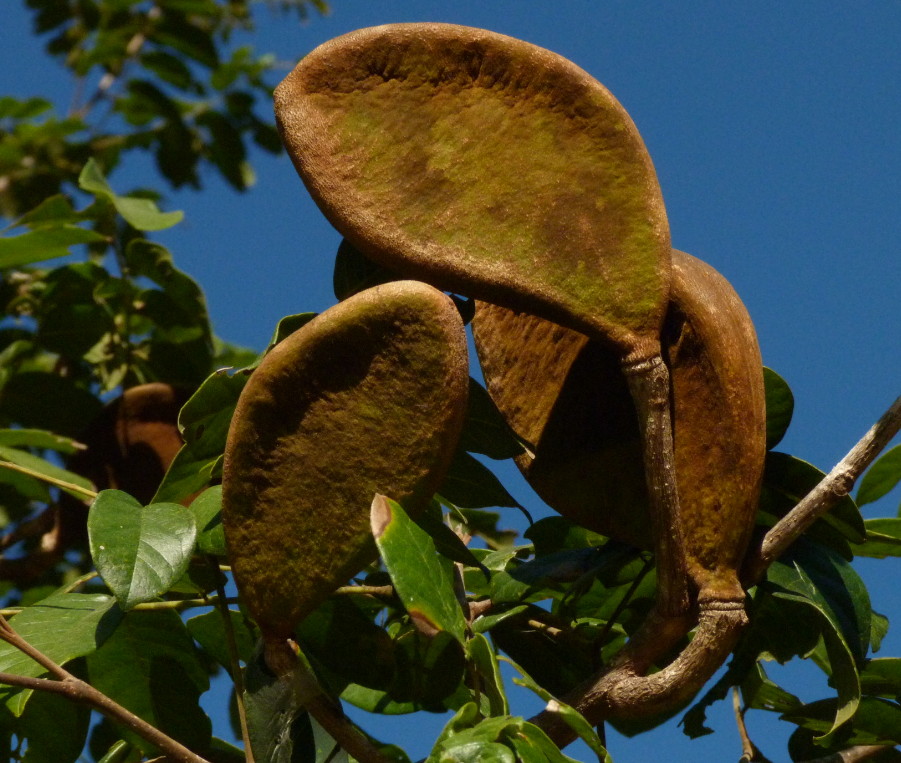 Xylia torreana Xylia torreana