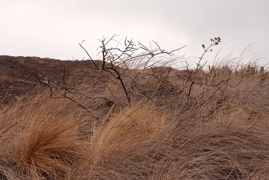Elephantorrhiza goetzei subsp. goetzei