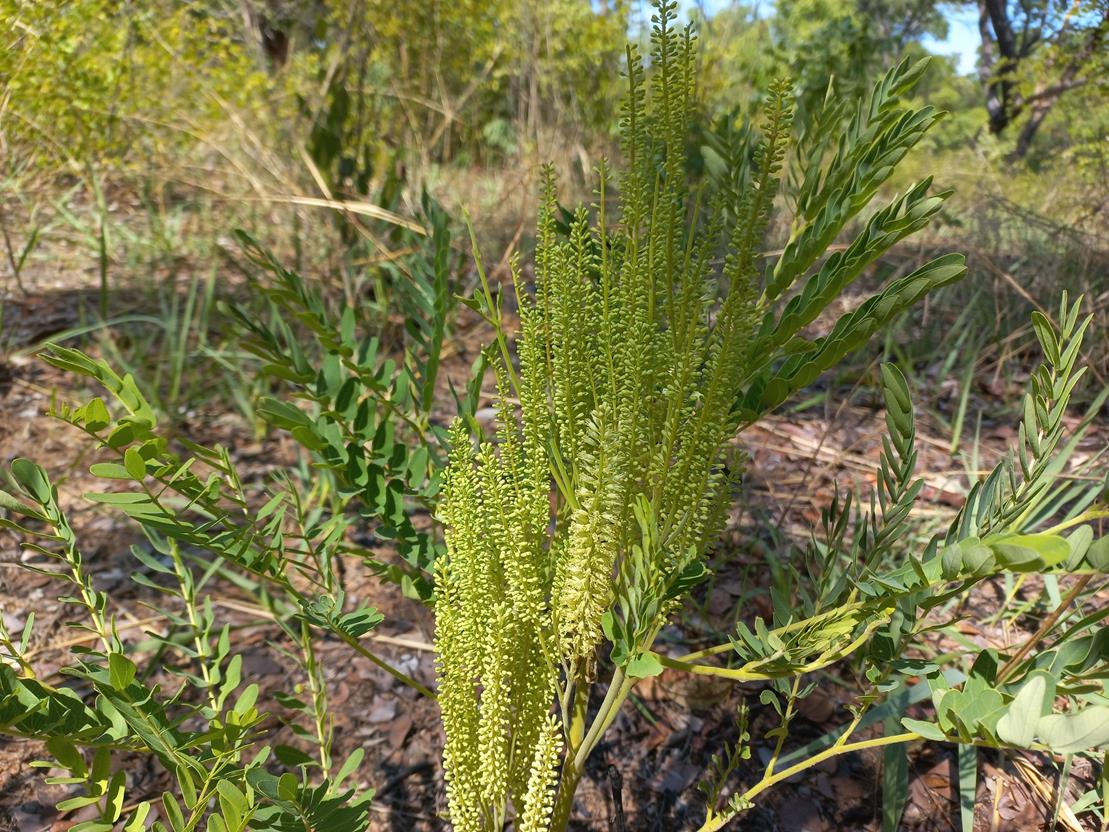 Entada arenaria subsp. arenaria