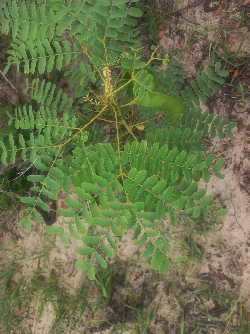Entada arenaria subsp. arenaria