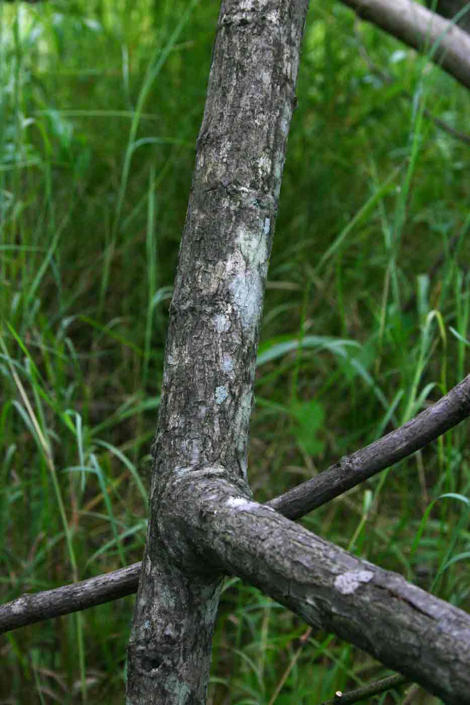 Entada chrysostachys