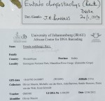 Entada chrysostachys