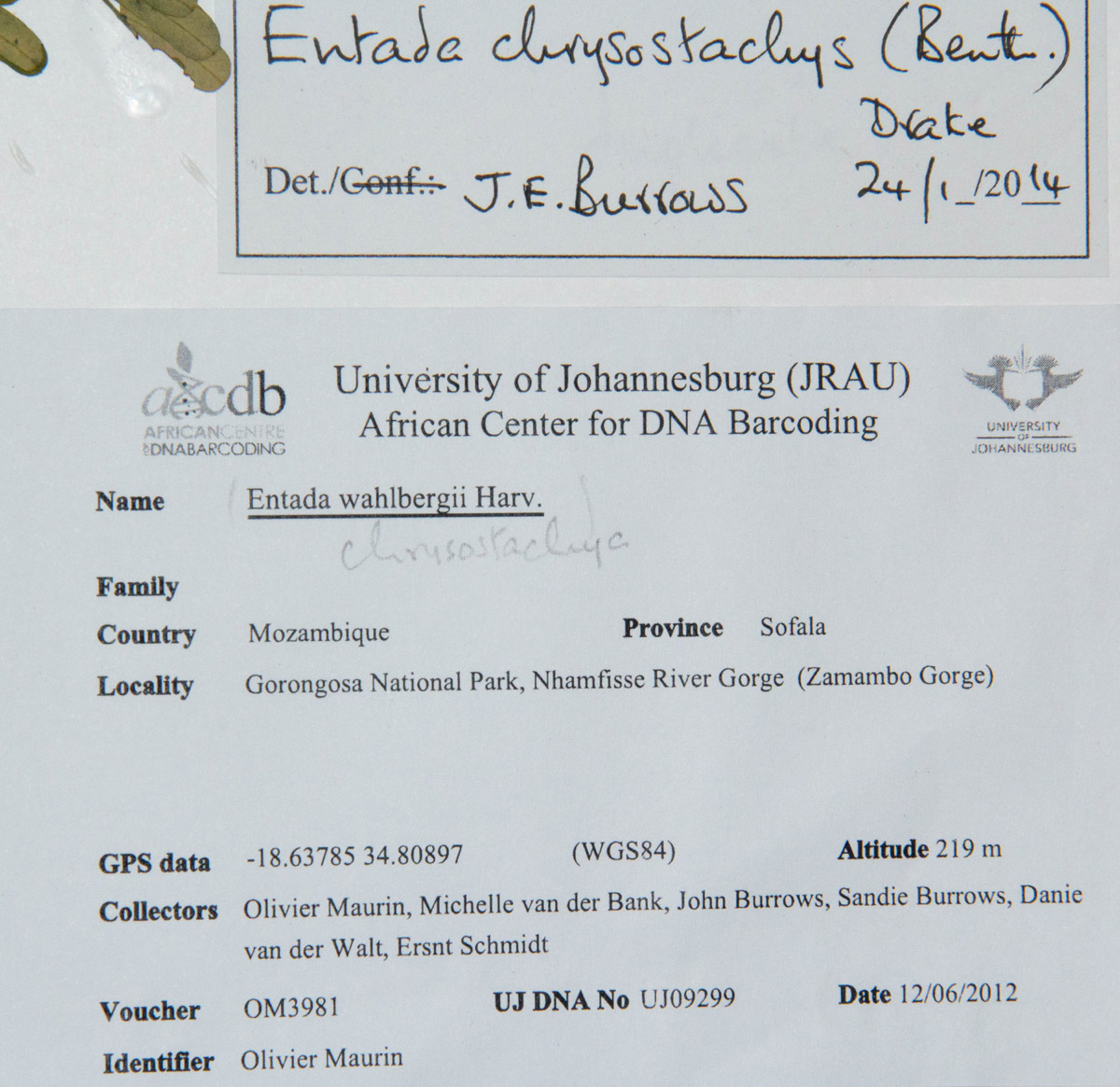 Entada chrysostachys