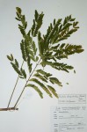 Entada chrysostachys
