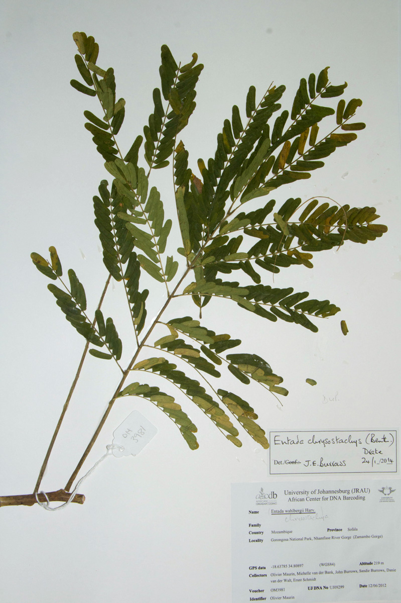 Entada chrysostachys