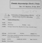 Entada chrysostachys