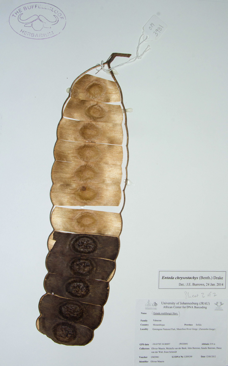 Entada chrysostachys