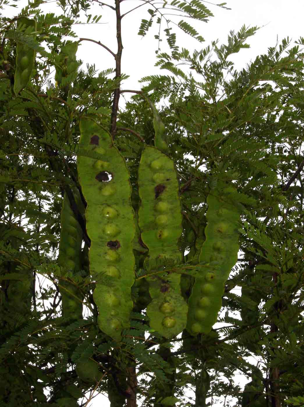 Entada chrysostachys