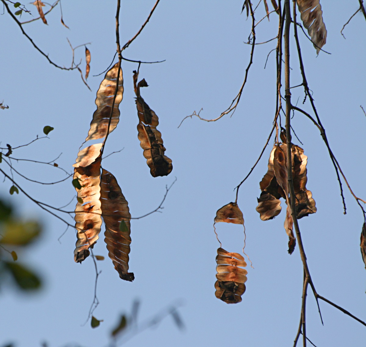 Entada chrysostachys