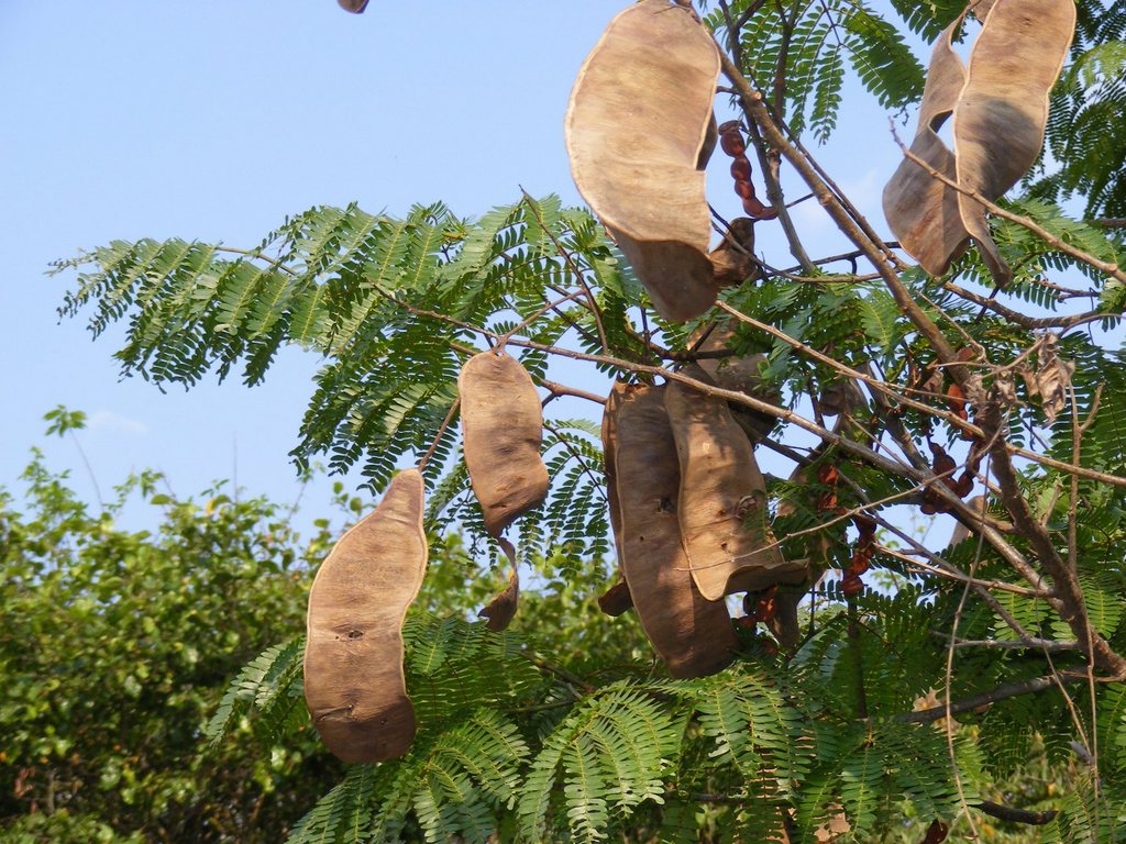 Entada chrysostachys