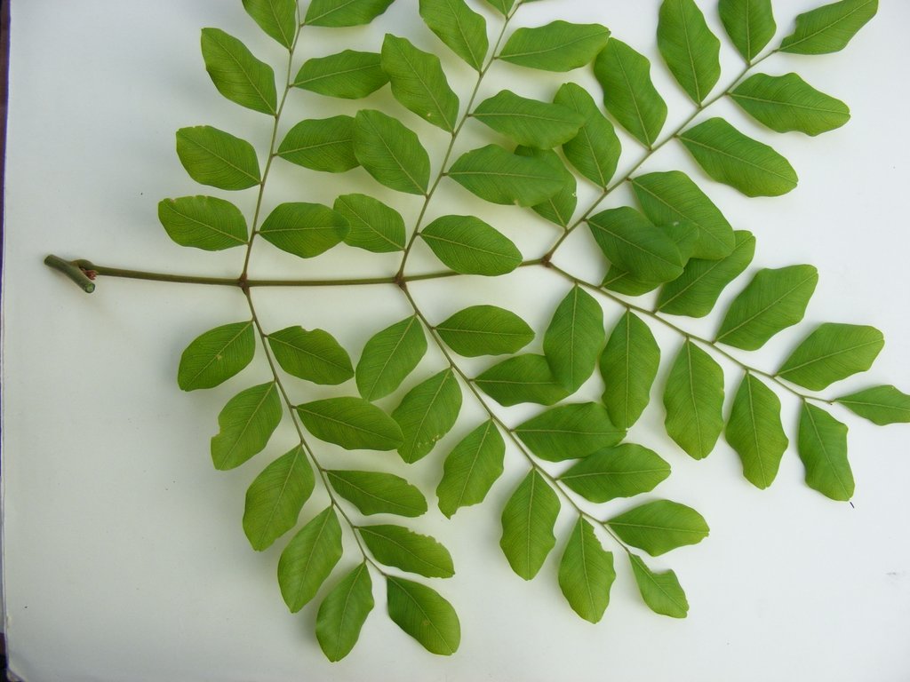 Erythrophleum africanum Erythrophleum africanum