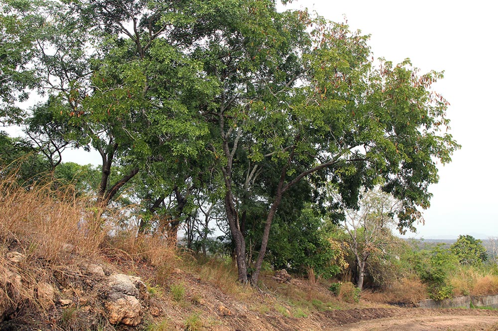 Erythrophleum africanum Erythrophleum africanum