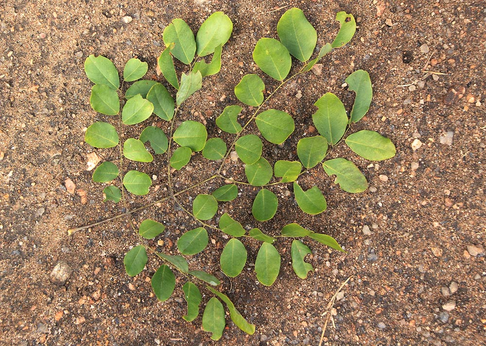 Erythrophleum africanum