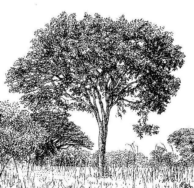 Erythrophleum africanum Erythrophleum africanum