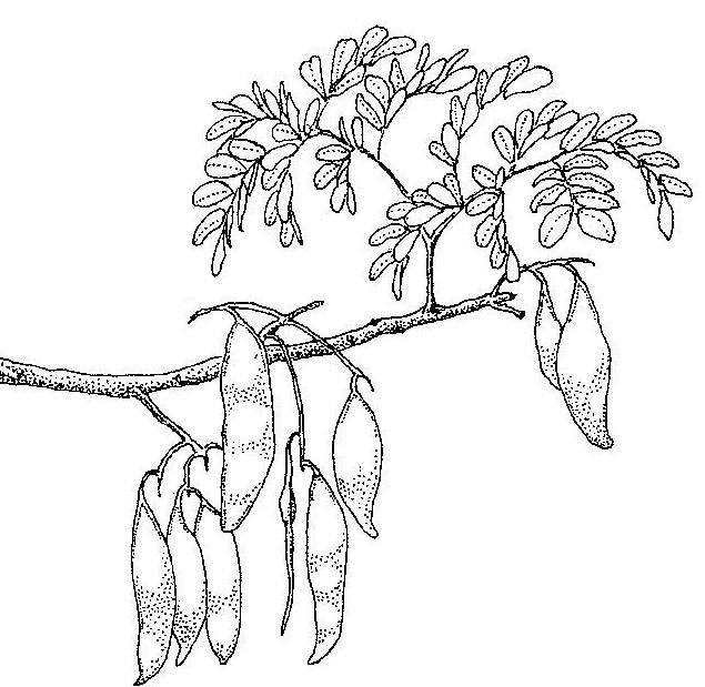 Erythrophleum africanum Erythrophleum africanum