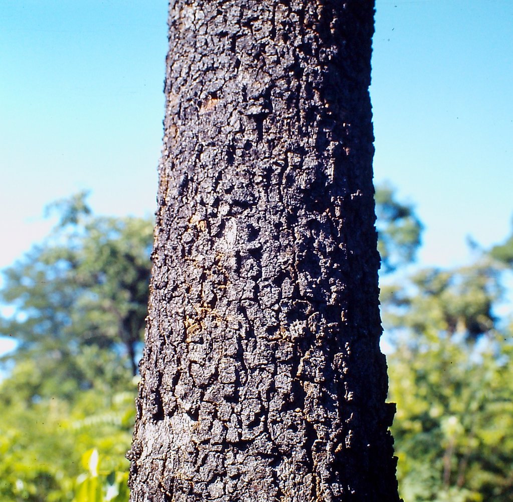 Erythrophleum africanum Erythrophleum africanum
