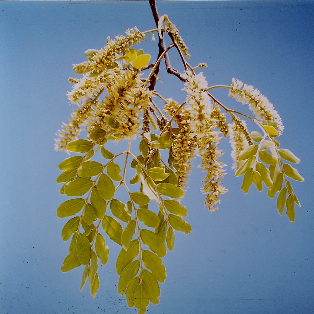 Erythrophleum africanum Erythrophleum africanum