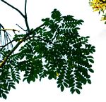 Erythrophleum suaveolens